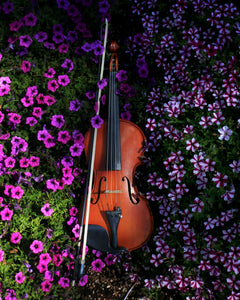 Poster : Violon avec des fleurs violettes